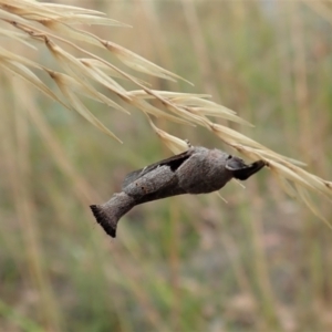 Pinara undescribed species near divisa at Cook, ACT - 31 Dec 2020