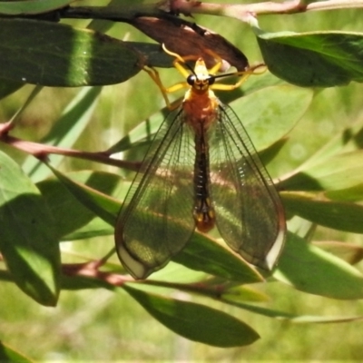 Nymphes myrmeleonoides (Blue eyes lacewing) at Paddys River, ACT - 31 Dec 2020 by JohnBundock