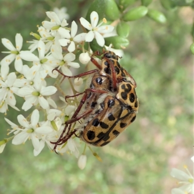 Neorrhina punctata (Spotted flower chafer) at Cook, ACT - 23 Dec 2020 by CathB