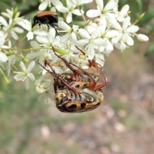 Neorrhina punctatum at Cook, ACT - 23 Dec 2020