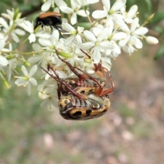 Neorrhina punctata at Cook, ACT - 23 Dec 2020