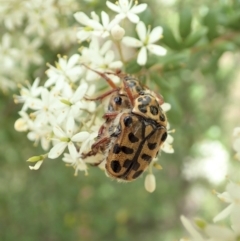 Neorrhina punctatum at Cook, ACT - 23 Dec 2020