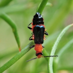 Melyridae (family) at Cook, ACT - 21 Dec 2020