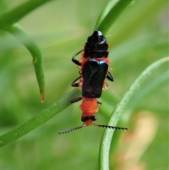 Melyridae (family) at Cook, ACT - 21 Dec 2020