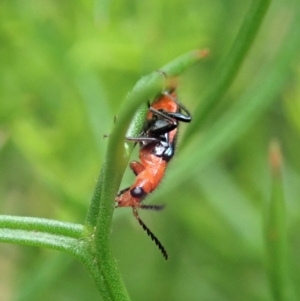 Melyridae (family) at Cook, ACT - 21 Dec 2020