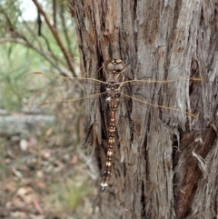 Adversaeschna brevistyla (Blue-spotted Hawker) at Aranda, ACT - 21 Dec 2020 by CathB