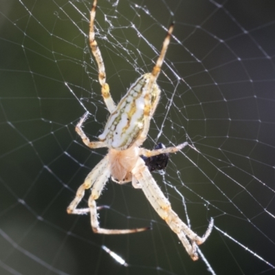 Plebs bradleyi (Enamelled spider) at Higgins, ACT - 27 Dec 2020 by AlisonMilton