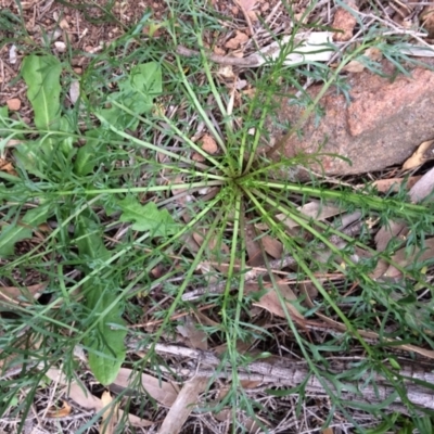 Lepidium pseudotasmanicum (Shade Peppercress) at Mount Majura - 25 Jul 2020 by NickiTaws