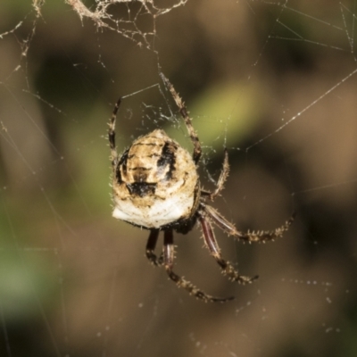 Araneinae (subfamily) (Orb weaver) at Higgins, ACT - 27 Dec 2020 by AlisonMilton