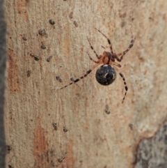 Cryptachaea veruculata at Aranda Bushland - 21 Dec 2020