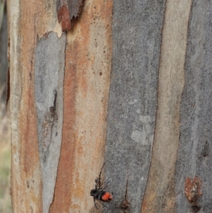 Cryptachaea veruculata at Aranda Bushland - 21 Dec 2020