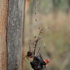 Cryptachaea veruculata at Aranda Bushland - 21 Dec 2020