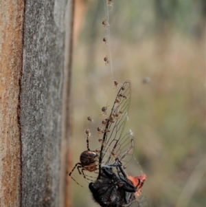 Cryptachaea veruculata at Aranda Bushland - 21 Dec 2020