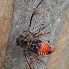 Cryptachaea veruculata at Aranda Bushland - 21 Dec 2020