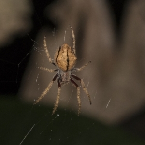 Araneinae (subfamily) at Higgins, ACT - 27 Dec 2020 10:35 PM