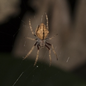 Araneinae (subfamily) at Higgins, ACT - 27 Dec 2020 10:35 PM