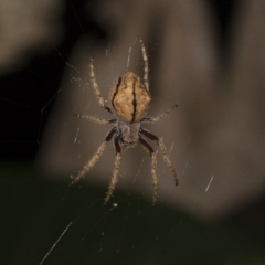 Araneinae (subfamily) at Higgins, ACT - 27 Dec 2020