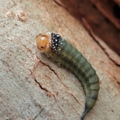 Lophyrotoma sp. (genus) (Sawfly) at Mount Painter - 31 Dec 2020 by CathB