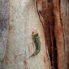 Lophyrotoma sp. (genus) at Cook, ACT - 31 Dec 2020 11:21 AM