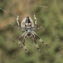 Hortophora sp. (genus) (Garden orb weaver) at Higgins, ACT - 27 Dec 2020 by AlisonMilton