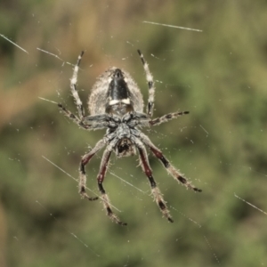 Hortophora sp. (genus) at Higgins, ACT - 27 Dec 2020