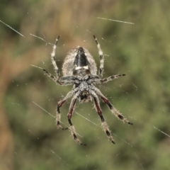 Hortophora sp. (genus) at Higgins, ACT - 27 Dec 2020