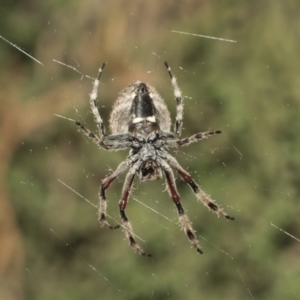 Hortophora sp. (genus) at Higgins, ACT - 27 Dec 2020