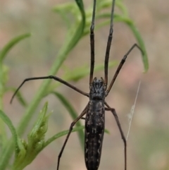 Tetragnatha demissa (Crouching Long-jawed Spider) at Cook, ACT - 31 Dec 2020 by CathB