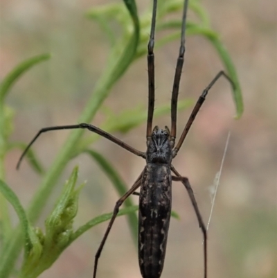 Tetragnatha demissa (Crouching Long-jawed Spider) at Cook, ACT - 31 Dec 2020 by CathB