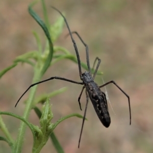 Tetragnatha demissa at Cook, ACT - 31 Dec 2020