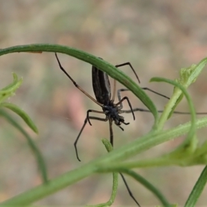 Tetragnatha demissa at Cook, ACT - 31 Dec 2020