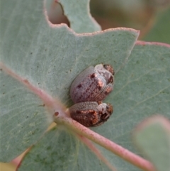 Paropsisterna m-fuscum (Eucalyptus Leaf Beetle) at Mount Painter - 31 Dec 2020 by CathB