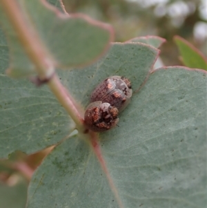 Paropsisterna m-fuscum at Holt, ACT - 31 Dec 2020