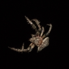 Dolophones sp. (genus) (Wrap-around spider) at Higgins, ACT - 27 Dec 2020 by AlisonMilton