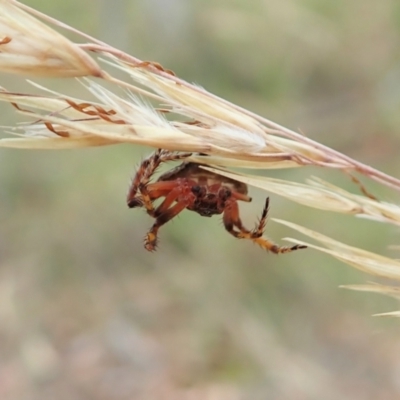 Dolophones sp. (genus) (Wrap-around spider) at Aranda Bushland - 20 Dec 2020 by CathB