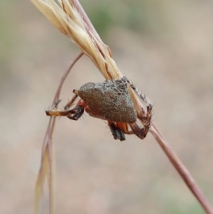 Dolophones sp. (genus) at Holt, ACT - 21 Dec 2020