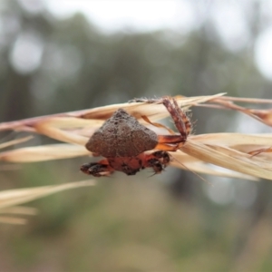 Dolophones sp. (genus) at Holt, ACT - 21 Dec 2020