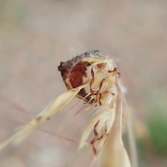 Dolophones sp. (genus) at Holt, ACT - 21 Dec 2020