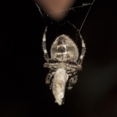 Hortophora transmarina at Higgins, ACT - 27 Dec 2020