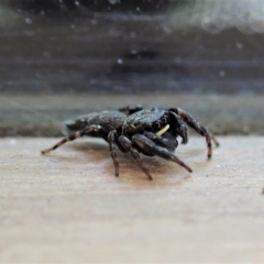 Unidentified Jumping or peacock spider (Salticidae) at Cook, ACT - 17 Dec 2020 by CathB