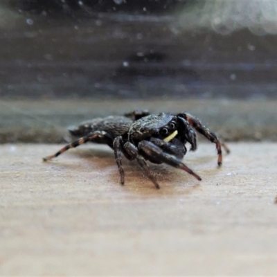 Unidentified Jumping or peacock spider (Salticidae) at Cook, ACT - 17 Dec 2020 by CathB