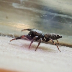 Salticidae (family) at Cook, ACT - suppressed