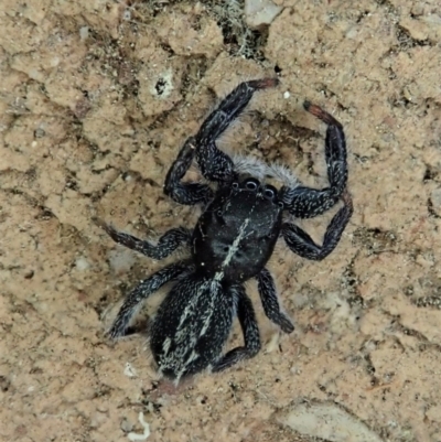 Ocrisiona leucocomis (White-flecked Crevice-dweller) at Cook, ACT - 17 Dec 2020 by CathB