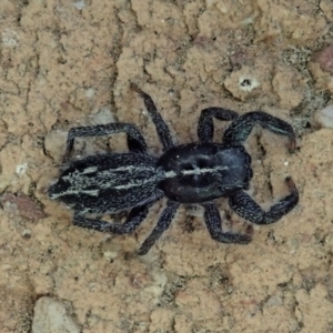 Ocrisiona leucocomis at Cook, ACT - 17 Dec 2020