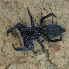 Ocrisiona leucocomis at Cook, ACT - 17 Dec 2020