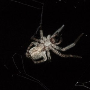 Badumna sp. (genus) at Higgins, ACT - 27 Dec 2020