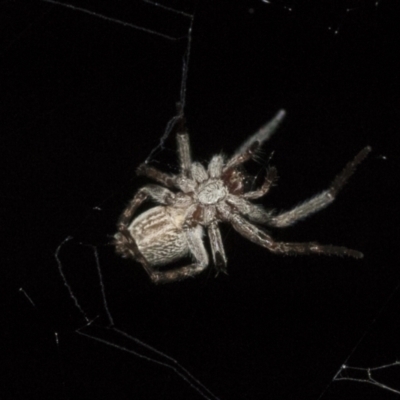 Unidentified Other web-building spider at Higgins, ACT - 27 Dec 2020 by AlisonMilton