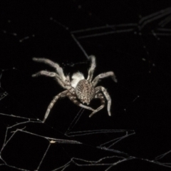 Badumna sp. (genus) at Higgins, ACT - 27 Dec 2020