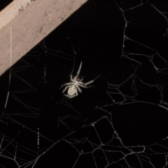 Badumna sp. (genus) at Higgins, ACT - 27 Dec 2020