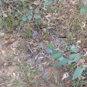 Eryngium ovinum at Hackett, ACT - 5 Jan 2022